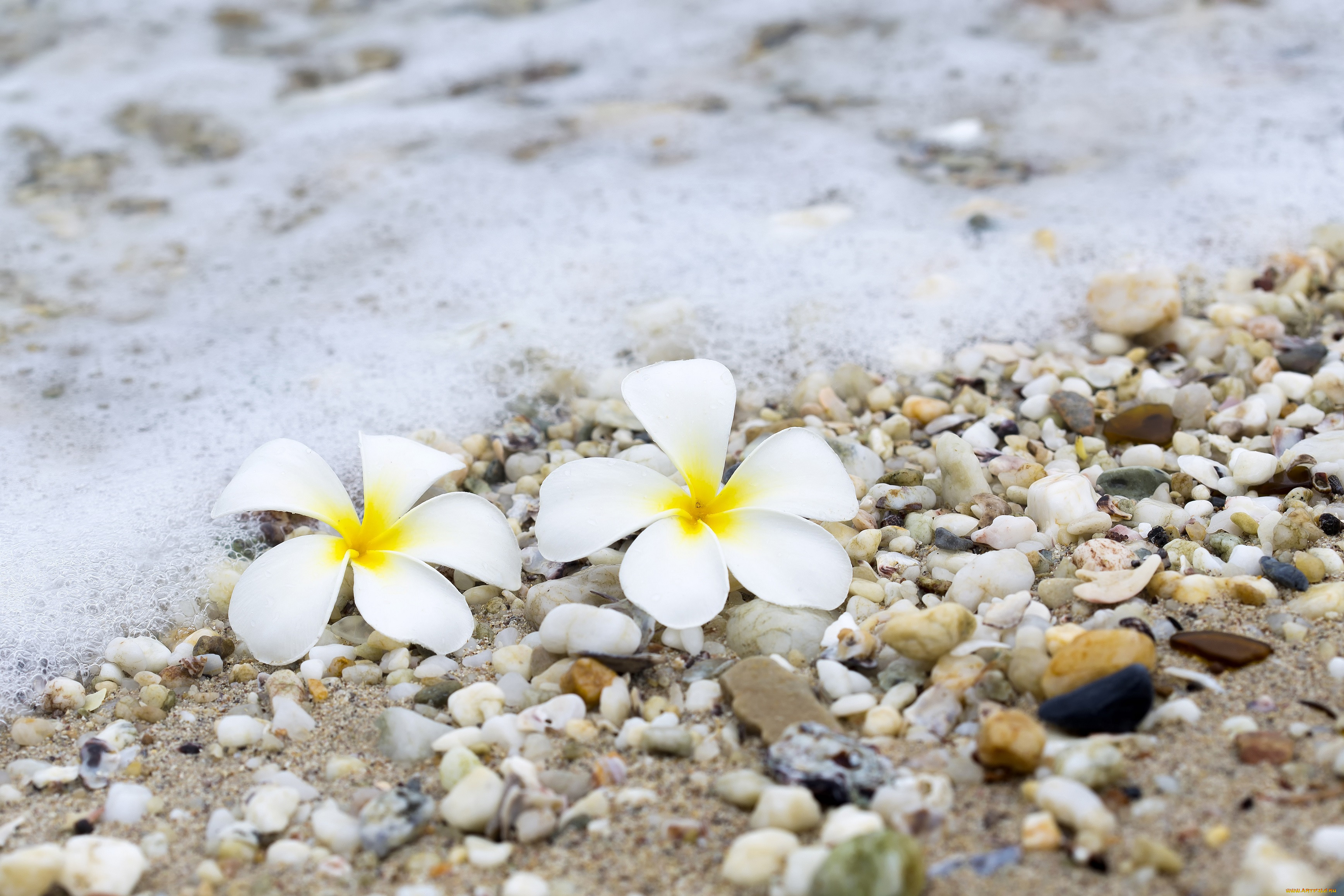 , , beach, , , sea, , summer, plumeria, , , wave, , sand, pebbles, 